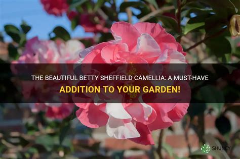 Growing Fall Spell Camellia: Tips and Tricks for a Thriving Garden